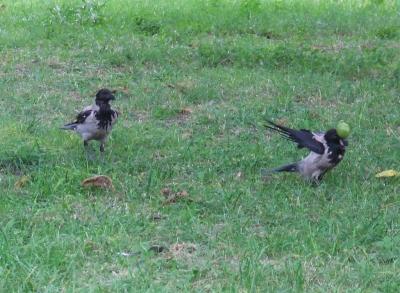 Прикрепленное изображение: 003.jpg